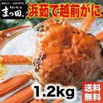 茹で越前がに 1.2kg 1パイ 冷蔵 便 越前ガニ かに カニ 蟹 ズワ イ ズワイガニ お取り寄 ...