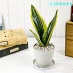 PLANCHU 観葉植物 サンセベリア スパーバ 3.5号鉢 受け皿付き 育て方説明書付き Sansevieria trifasciata cv.