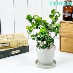 PLANCHU 観葉植物 フィカス ベンジャミン バロック 3.5号鉢 受け皿付き 育て方説明書付き Ficus benjamina ‘Barok