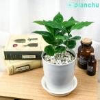 観葉植物 コーヒーノキ アラビカ 4