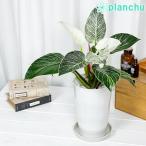 観葉植物 フィロデンドロン バーキン 6号鉢 受け皿付き 育て方説明書付き Philodendron ‘Birkin’ アロイド