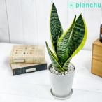 観葉植物 サンセベリア スパーバ 4号鉢 受け皿付き 育て方説明書付き Sansevieria trifasciata cv. 多肉植物 サンスベリア ローレンチ