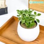 観葉植物 アロマティカス 3号丸鉢 