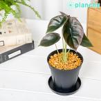 PLANCHU 観葉植物 アロカシア クプレア レッドシークレット 3.5号スリット鉢 受け皿付き 育て方説明書付き Alocasia cupre