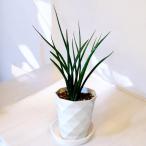 観葉植物サンセベリアファーンウッド...