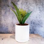 観葉植物サンスベリアムーンシャイン...