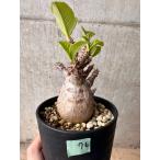 【現品限り】パキポディウム・ウィンゾリー 大株 実生【B76】 Pachypodium gracilius【植物】塊根植物 夏型 コーデックス