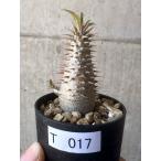 パキポディウム・マカイエンセPac...