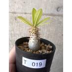 パキポディウム・マカイエンセPac...