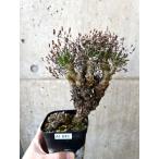 チレコドン・レティキュラーツス万物...