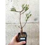 【現品限り】オトンナ・ロバタ【AJ25】 Othonna lobata【植物…