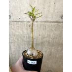 パキポディウム・サキュレンタム実生...