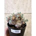 オトンナ・カカリオイデス 大株 現地株の魅力と育て方