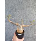キフォステンマ・ベティフォルメナロ...
