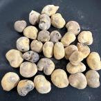 【種子】アダンソニア・ルブロスティパ(fony フニー) 5s Adansonia rubrostipa