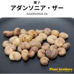 【種子 10粒】アダンソニア・ザー バオバブ(Adansonia Za)
