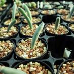 [ семена ]o-nisoga Ram * Uni fo задний tsum10s Ornithogalum unifoliatum