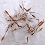 【種子】ペラルゴニウム・クリズミフォリウム 5s Pelargonium crithmifolium