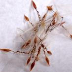 【種子】ペラルゴニウム・ロバツム 5s Pelargonium lobatum