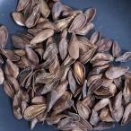 【種子】パキポディウム・ソフィエンセ 10s Pachypodium sofiense