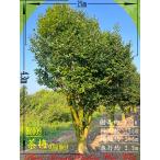 2025年NewRelease美景...