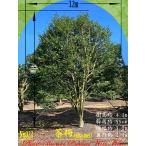 2025年NewRelease美景...