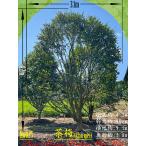 2025年NewRelease美景...