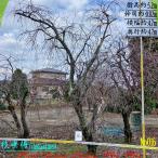 2026年NewRelease美景...