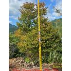 2022年美景美観灯台躑躅双幹の中...