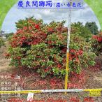 2026年 美景美観 慶良間躑躅(ケラマツツジ)の大株 No8 (色：濃い赤…