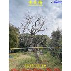 2024年美景美観枝垂れ梅の大樹No1