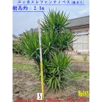 ユッカエレファンティぺス株立ちの魅力と購入ガイド