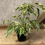 観葉植物 ベンジャミン ビューティークイーン