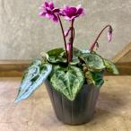 花苗　八重咲きシクラメン　フェアリーピコ ダブル　ピンク系