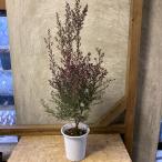 庭木 植木　ギョリュウバイ　八重咲き　濃桃