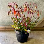 カランコエ　エンゼルランプ