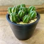  суккулентное растение You fo рубин ama Mira белка 