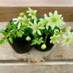 常緑クレマチス  ピクシー　2ポットset