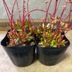  суккулентное растение klasla...2 pot set