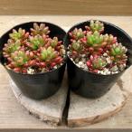  суккулентное растение se dam радуга. шар 2 pot set