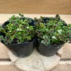 tolifonium 4 . лист. clover 2 pot set