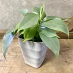 観葉植物 フィロデンドロン シルバーメタル