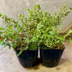  саженец roni Sera nitida2 pot set