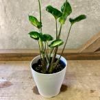 観葉植物　シンゴニウム　ゴジラ
