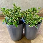  саженец . ввод белый шт цветок 2 pot set