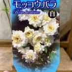バラの苗 モッコウバラ(木香薔薇) 八重咲き 白花