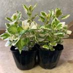  декоративное растение трава . ввод pre k тигр n подвеска мята leaf 2 pot set