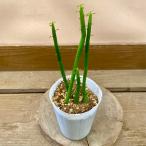 多肉植物 ユーフォルビア オンコクラータ