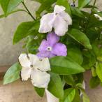 花木　ニオイバンマツリ
