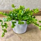  декоративное растение Pepe ro mia tepi-na